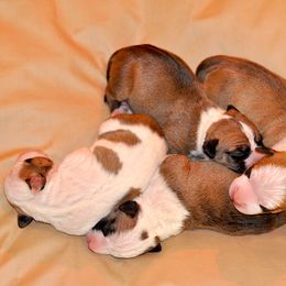 American Staffordshire Terrier Puppies from Liberty Am Staffs