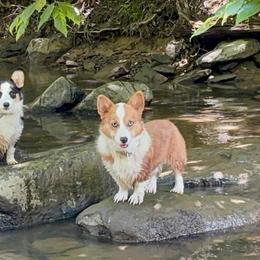 River - Pembroke Welsh Corgi
