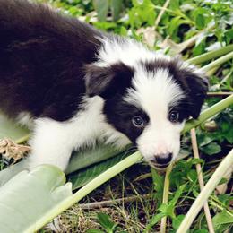 Border Collie Puppies from Ranch Girl Border Collies