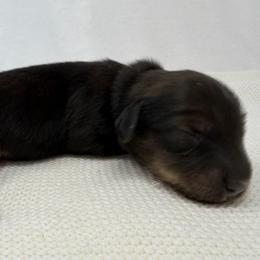 Ozzy - Cream male Dachshund puppy in Pulaski, Tennessee from Billboard Doxies