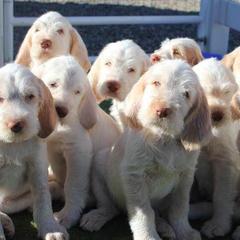 Spinoni Italiani from Collina d'Oro Spinoni