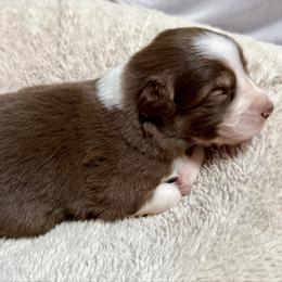 Pup 8 - Red tri-color male Australian Shepherd puppy in Tehachapi, California from Country Oaks Farm