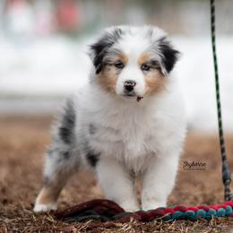 Fauna - Blue merle female Australian Shepherd puppy in Woodford, Virginia from Skyborne Australian Shepherds