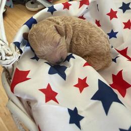 Liberty - Apricot female Goldendoodle puppy in Cherry Tree, Pennsylvania from Plum Creek Acres Next Generation
