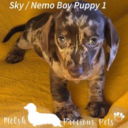 Sky and Nemo Puppy 1 - Dapple male Dachshund puppy in Anamosa, Iowa from Melsh Precious Pets