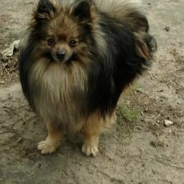 Ranger - Pomeranian