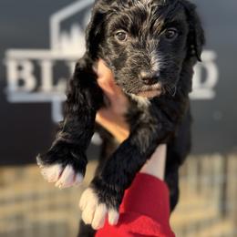 Candy - Black and white female Bernedoodle puppy in Bellevue, Iowa from Blended Acres & Kennels