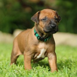 Journey - Rd whtn blk nose male Rhodesian Ridgeback puppy in Round Rock, Texas from Lone Star Ridgebacks