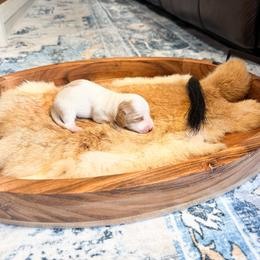 Honey - Piebald female Dachshund puppy in Salters, South Carolina from Long-Pine Dachshund
