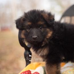 Rapunzel - Black and red female German Shepherd puppy in Pomona, Missouri from Dry Creek Puppies, LLC