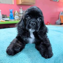 Bugs - Black male Cocker Spaniel puppy in Delphi, Indiana from Benchmark Cockers