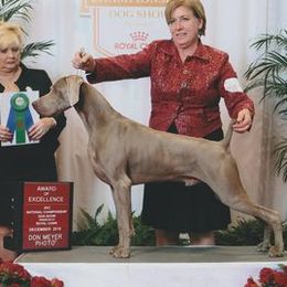 Weimaraners from Penny Hoffman