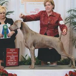 Weimaraners from Penny Hoffman
