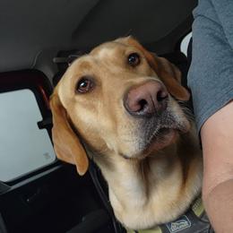 Cali - Labrador Retriever
