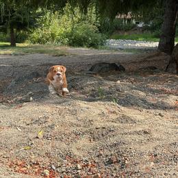 Ms perfect - Red female Bulldog puppy in Seattle, Washington from mama Myra bulldogs