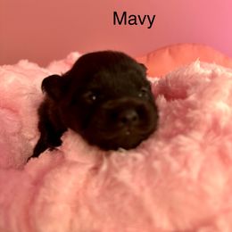 Raven - Black and tan female Pomeranian puppy in Uniontown, Pennsylvania from Oh So Sassy Poms