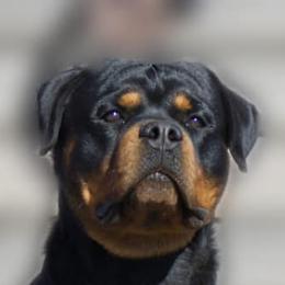 French Bulldogs, Miniature Schnauzers, and Rottweilers from Mystique Kennel