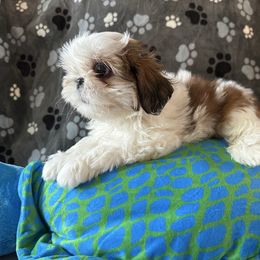 Boy 2 - Gold and white male Shih Tzu puppy in Strafford, Missouri from Intuition Shih Tzu