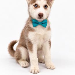 Snow - Red and white female Siberian Husky puppy in Elmwood Park, Illinois from Goldens&MiniAussiesWithFinesse
