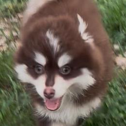 Woody - Chocolate male Pomsky puppy in Spring Hill, Florida from PDQ Pomskies