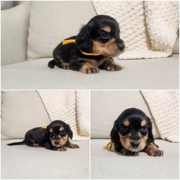 Iris - Black and cream female Dachshund puppy in Dighton, Massachusetts from Powerdox Dachshunds