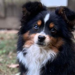 Jazzy - Black tri Miniature Australian Shepherd puppy in Tennessee from Coolsprings Aussies