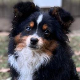 Jazzy - Black tri Miniature Australian Shepherd puppy in Tennessee from Coolsprings Aussies