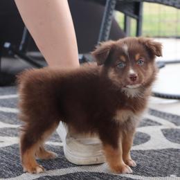Nicole's RTF1 - Red tri female Miniature Australian Shepherd puppy in Goliad, Texas from Sassy Lil Aussies and Diamond W Poodles