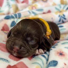Virginia - Gold - Brown white and tan female Cocker Spaniel puppy in Inman, South Carolina from Dees Cockers, LLC