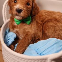Green collar - Apricot male Goldendoodle puppy in Palmetto Bay, Florida from SOMIDOODLES