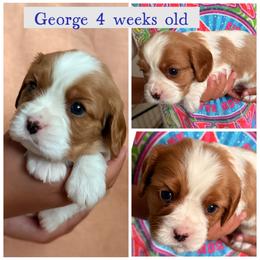George - Blenheim male Cavalier King Charles Spaniel puppy in Atwater, California from Countryside Royalty Cavaliers