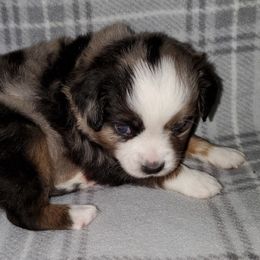 Australian Shepherd, Miniature Australian Shepherd, and Toy Australian Shepherd Puppies from Rumour Has It Aussies