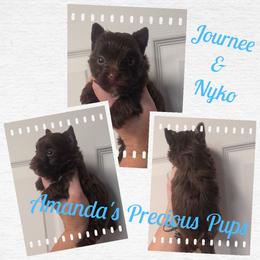 Kyko - Liver male Yorkshire Terrier puppy in Wartburg, Tennessee from Amanda's Precious Pups