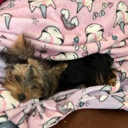 Rosi - Yorkshire Terrier