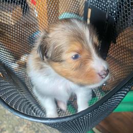 Fred (Male 1) - Sable and white male Shetland Sheepdog puppy in Chambersburg, Pennsylvania from Clark Kennel Shelties