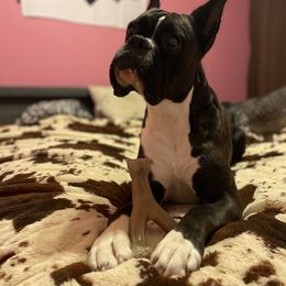 Boxer All Grown Up from Bluegrass Brawn Boxers