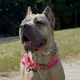 Bulldogs, Cane Corso, and French Bulldogs from Mastiff Family