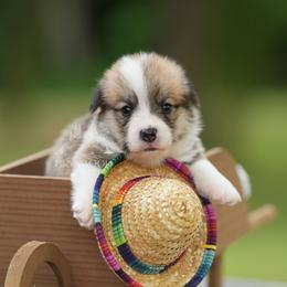 Green Collar - Red male Pembroke Welsh Corgi puppy in Terrell, Texas from Brynwood Pembroke Welsh Corgis