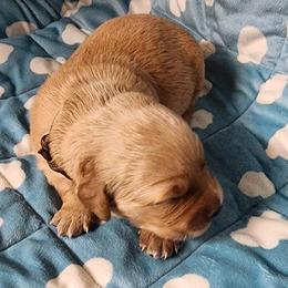 Girl 6 - female Golden Retriever puppy in Saginaw, Michigan from Precious Kennel Retrievers