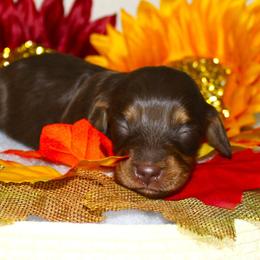 Samara - Chocolate and tan female Dachshund puppy in Corbin, Kentucky from White River Valley Kennel
