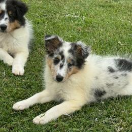 Aspen's Blue Merle Female - Blue merle white and tan female Shetland Sheepdog puppy in Shirley, Arkansas from Lucky Pups