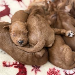 Cavapoo Puppies from Country Club Cavapoos