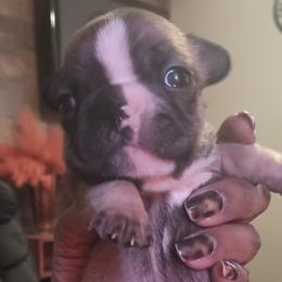 Diamond - Tricolors female French Bulldog puppy in Colorado from Imperial Frenchies of Colorado