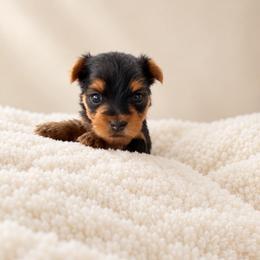 Miss St. Moritz - Blue and gold female Yorkshire Terrier puppy in Queens, New York from The Dior Line