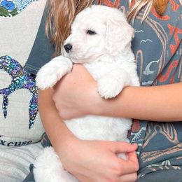 Poodle Puppies from Woofadoodles