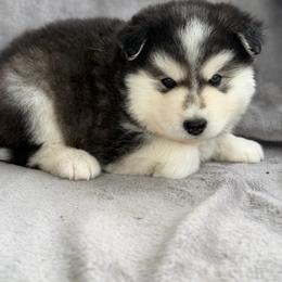 Larry - Black and white male Pomsky puppy in Memphis, Missouri from Happy Hills Kennels