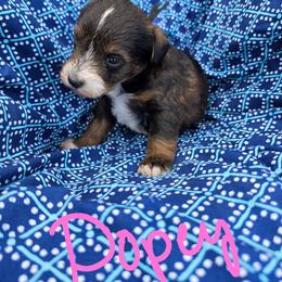 Dopey - Sable female Schnoodle puppy in Perry, Arkansas from Central AR Schnoodles