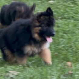 Blaze -Girl 4 - Black and red female German Shepherd puppy in Watervliet, Michigan from Von Kingsburg Shepherds