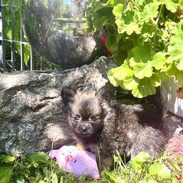 Suzie - Black sabled silver female Chihuahua puppy in Cass City, Michigan from Lil'Fevre Chihuahuas and PomFevre Pomeranians