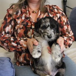 Aussiedoodle Puppies from NC Aussiedoodles